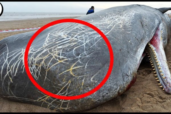 Ссылка для входа на сайт kraken